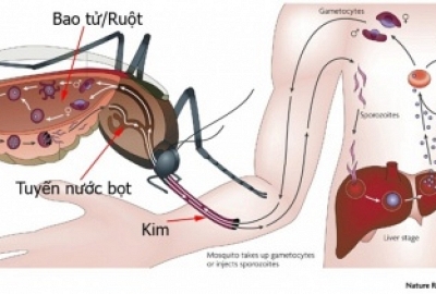 Cách phòng chống bệnh sốt xuất huyết