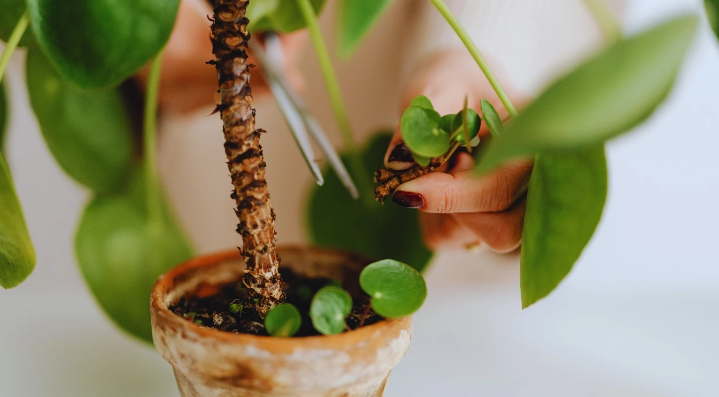 Gieo Một Mầm Cây, Niềm Vui Đến Ngay