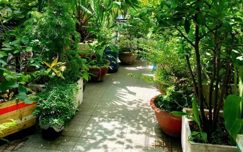 Gieo Một Mầm Cây – Niềm Vui Xanh Cho Cuộc Sống Hiện Đại