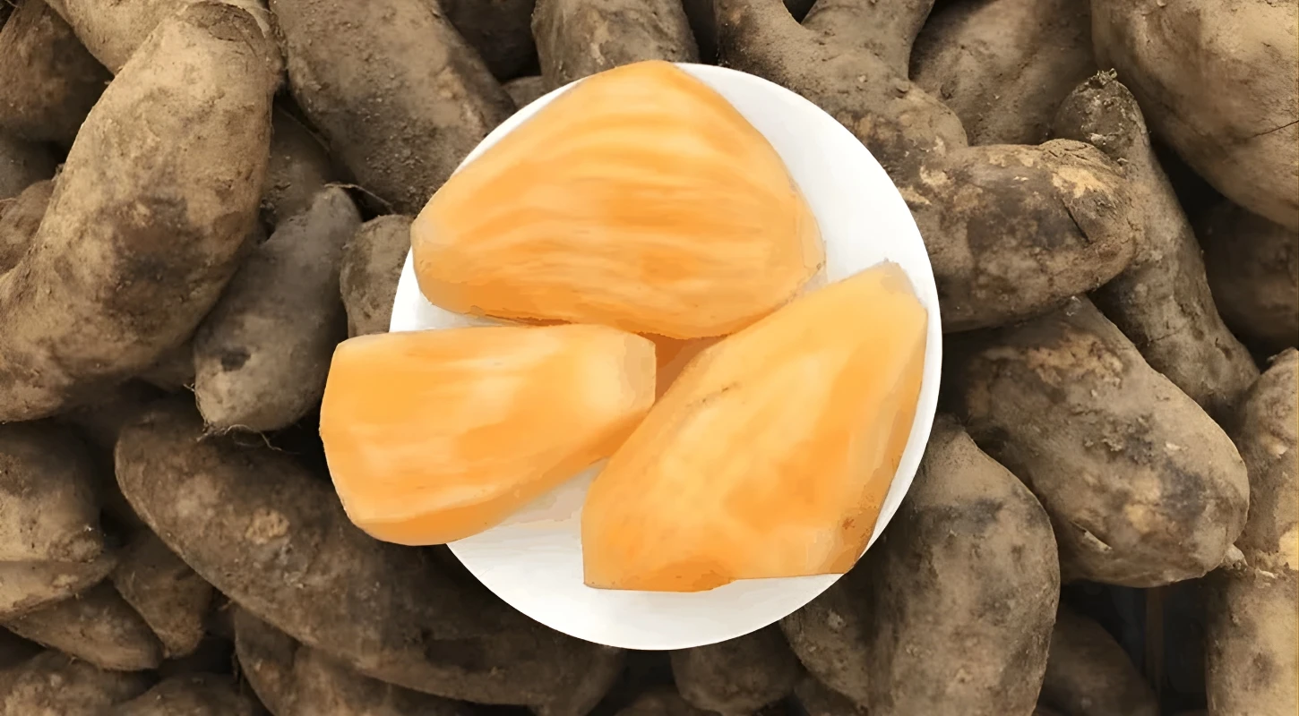 Củ Sâm Đất Là Gì? Công Dụng Của Củ Sâm Đất