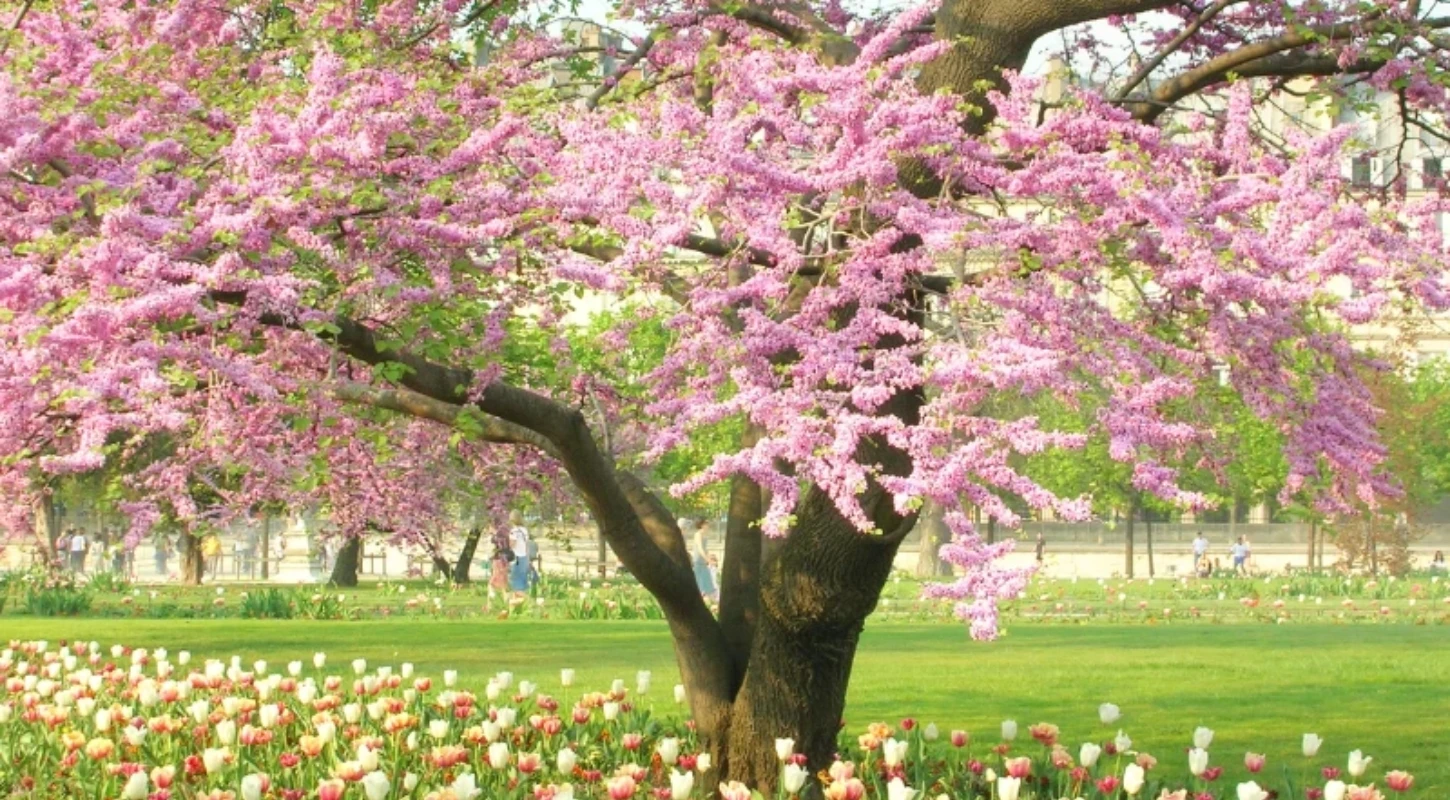 Những Bài Thơ Hay Về Mùa Xuân