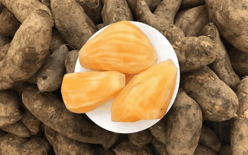 Củ Sâm Đất Là Gì? Những Công Dụng Tuyệt Vời Của Củ Sâm Đất