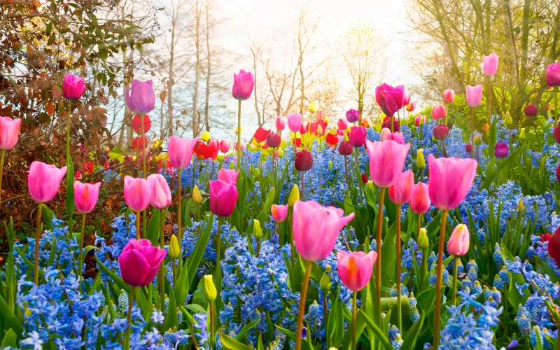 Những Bài Thơ Hay Về Mùa Xuân – Cảm Hứng Mới Của Sinh Viên Sư Phạm Mầm Non