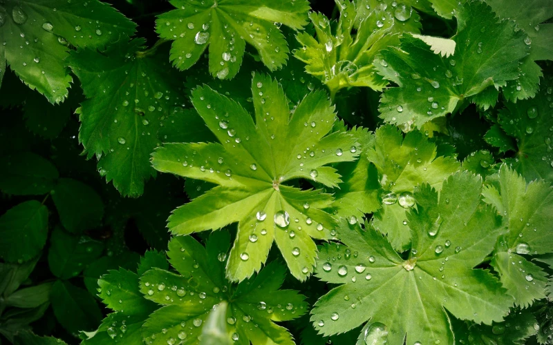 Những Vần Thơ Tháng 11 – Lời Tri Ân Từ Trái Tim Sinh Viên Đại Việt